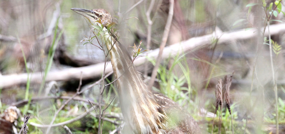 A walk in the marsh