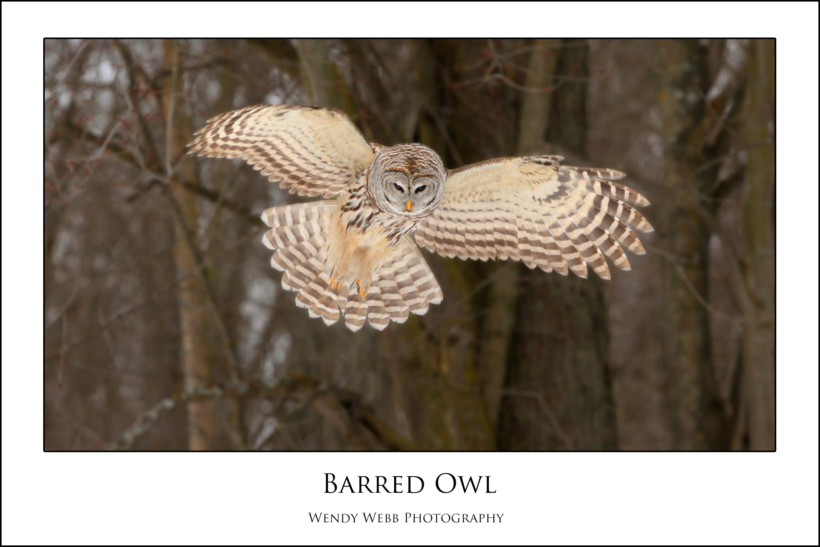 Barred Owl hunting natural prey