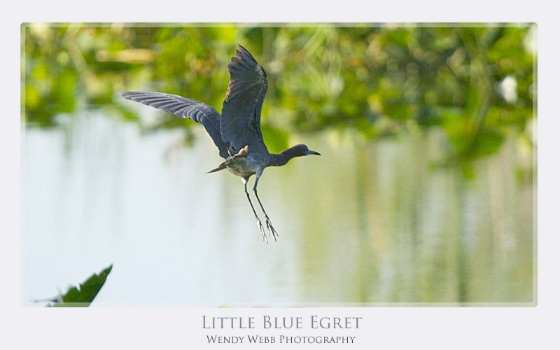 Little Blue Heron