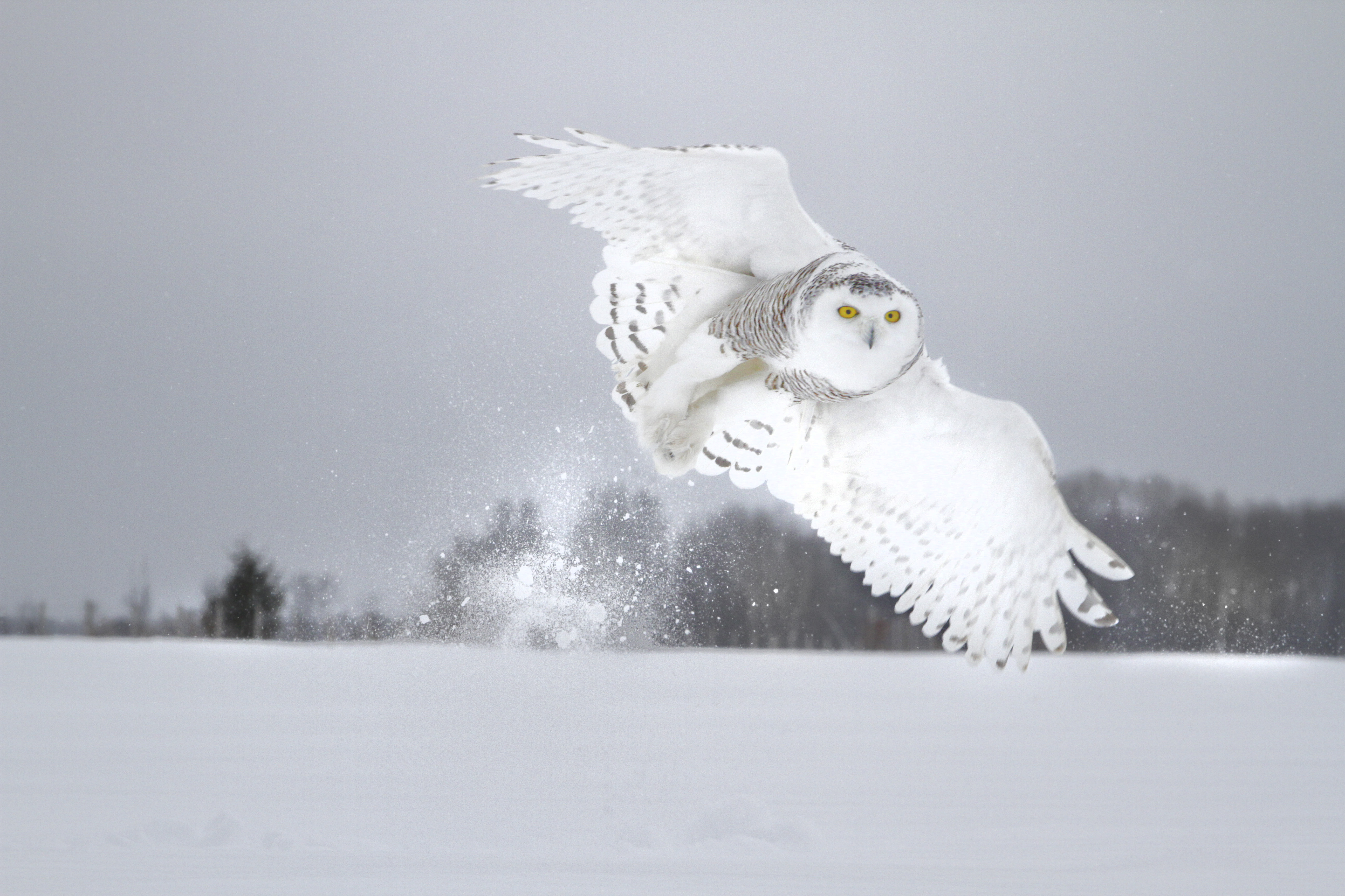 Snowy Owl “Near Miss”