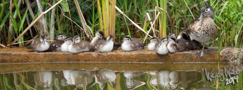 Wood Ducks sitting in a row!