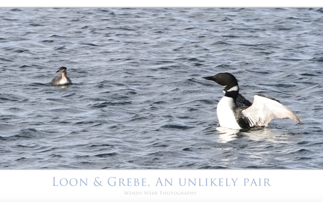 Loon & Grebe