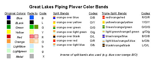 Plover Identification