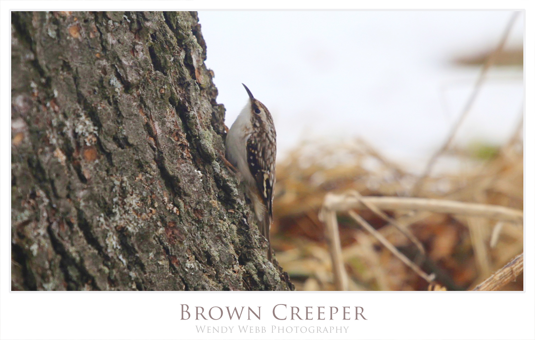 Brown Creeper
