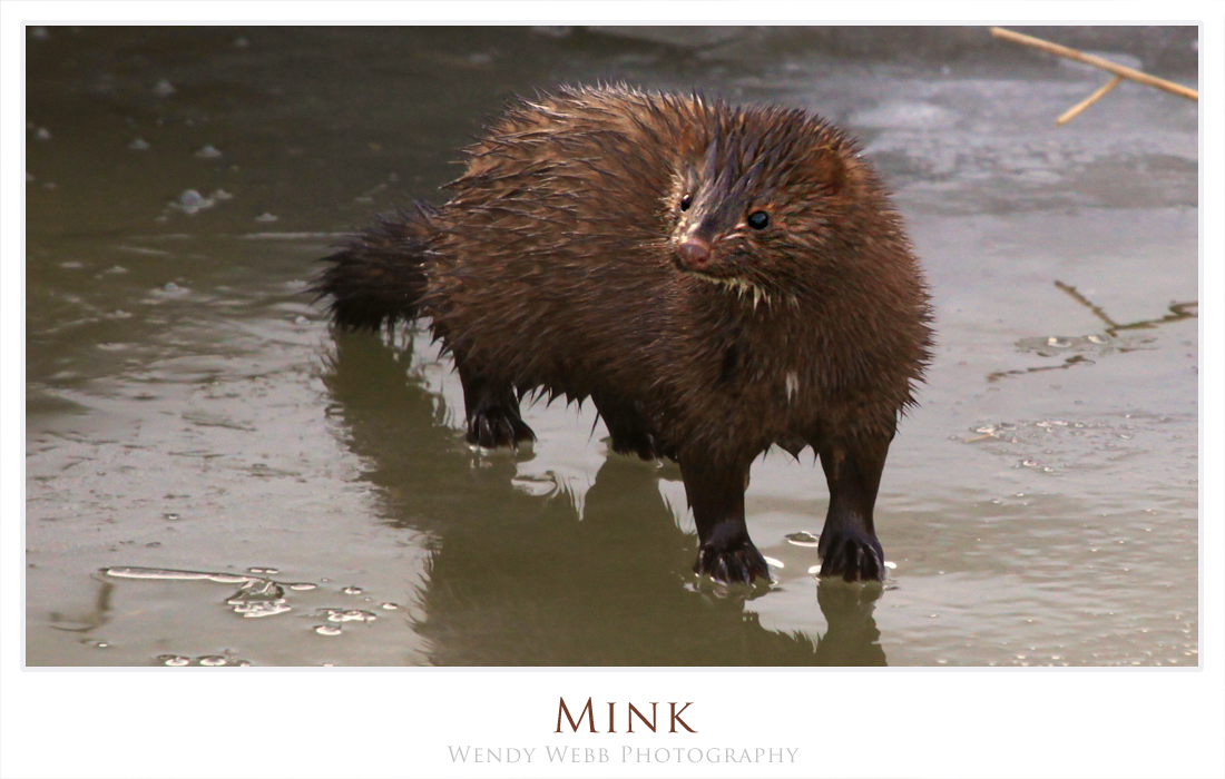 Mink, a playful little fellow!