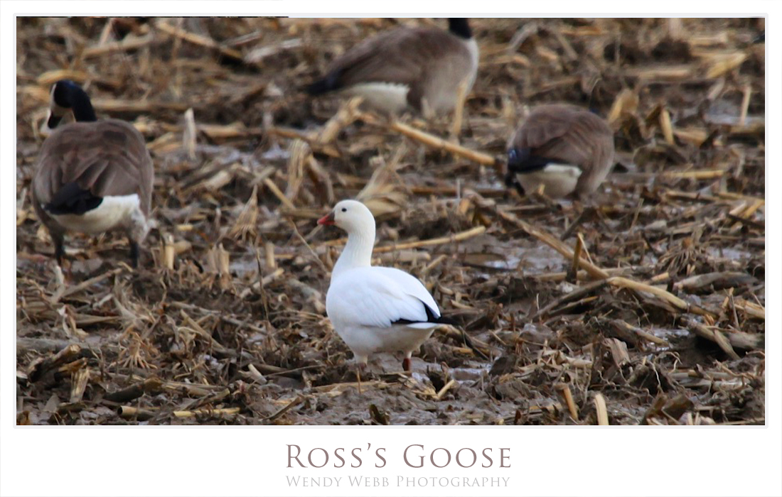 Ross’s Goose