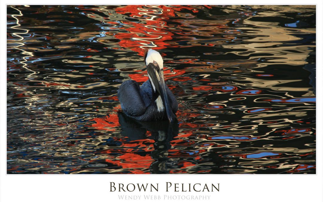 Brown Pelicans