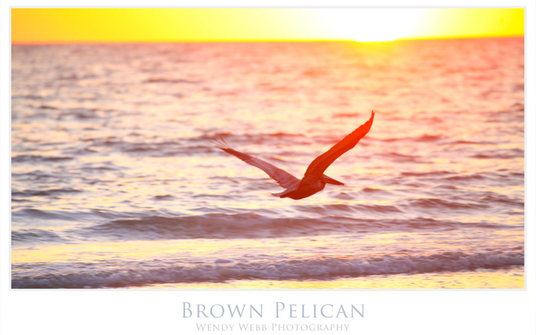 Brown Pelican