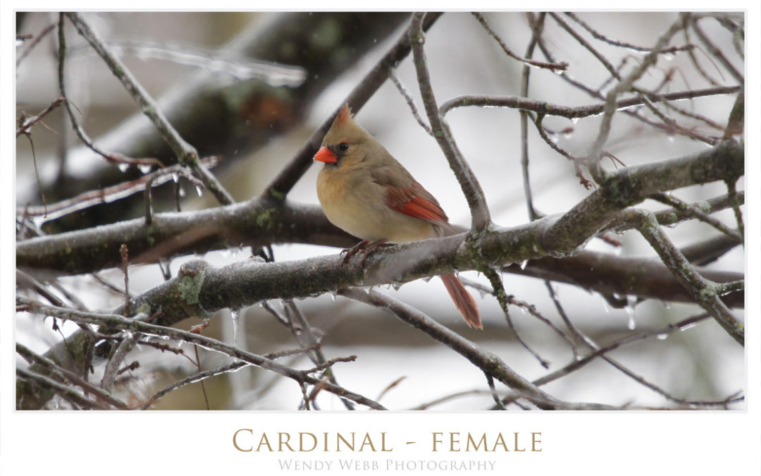 Cardinal female