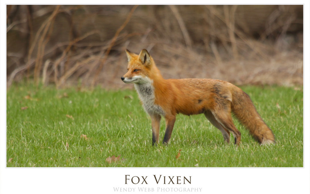 Fox vixen