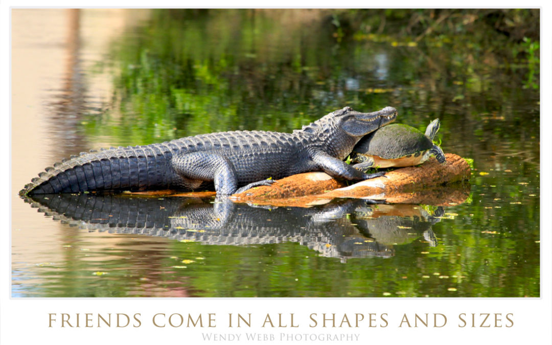 Florida Gator