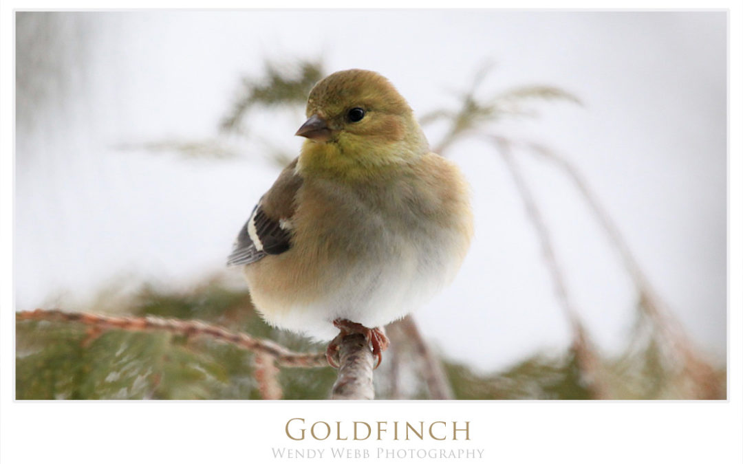 Goldfinches