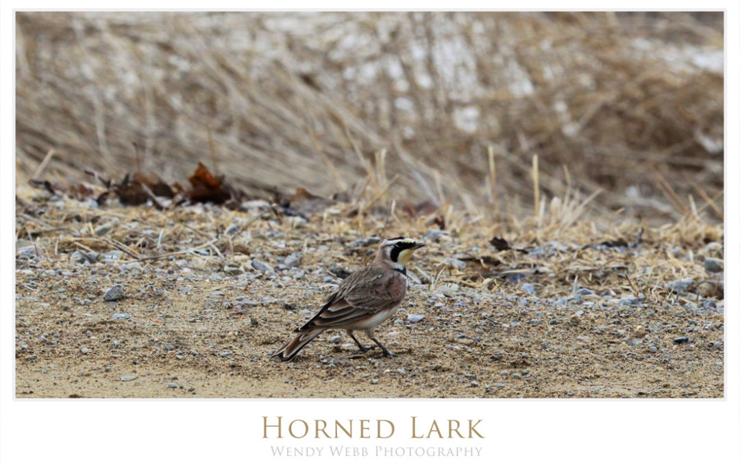 Horned Larks