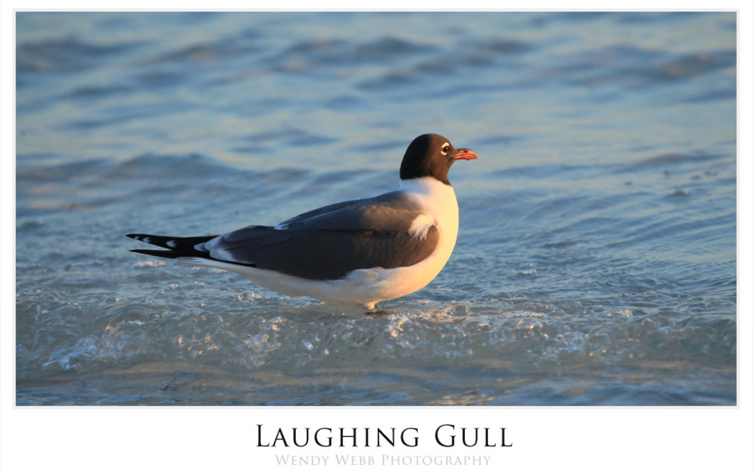 Laughing Gulls #174
