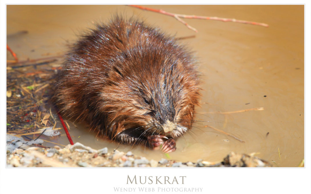 Muskrat