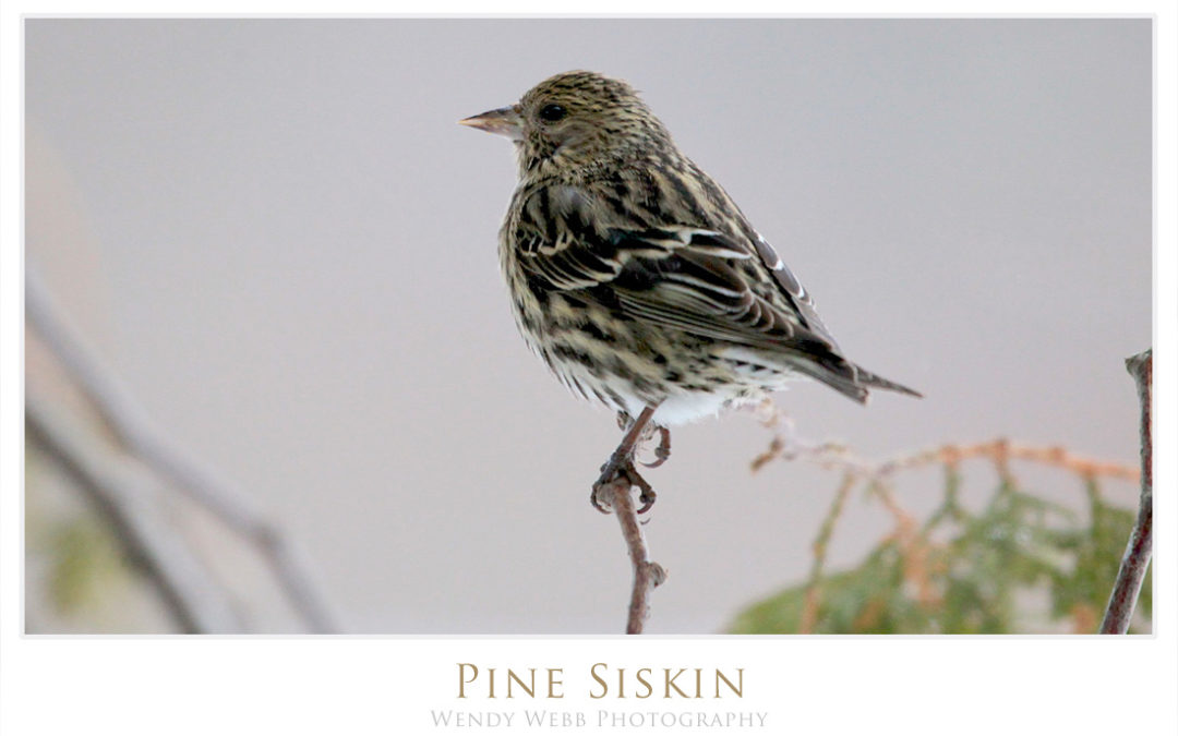 Pine Siskin