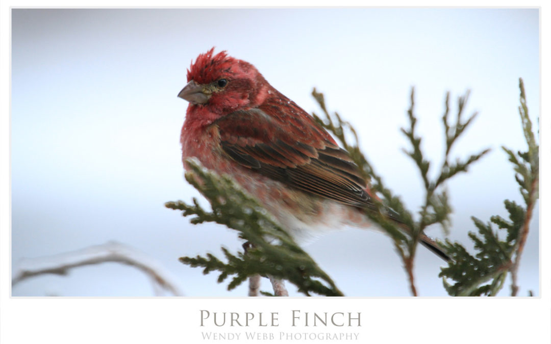 Purple Finch
