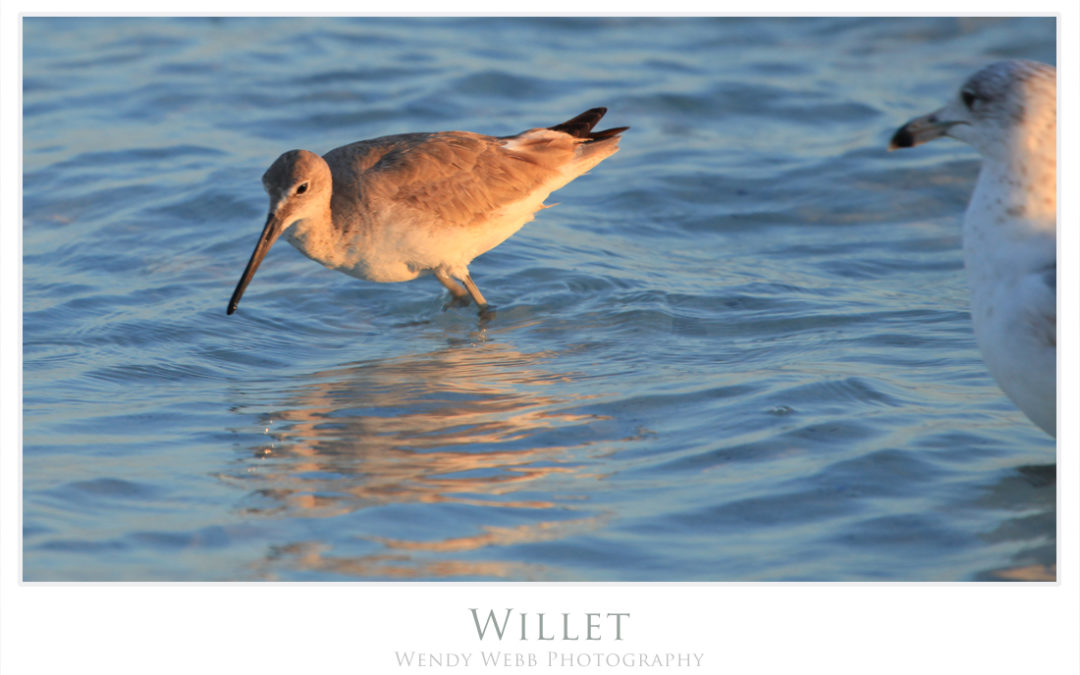 Willets on the beach
