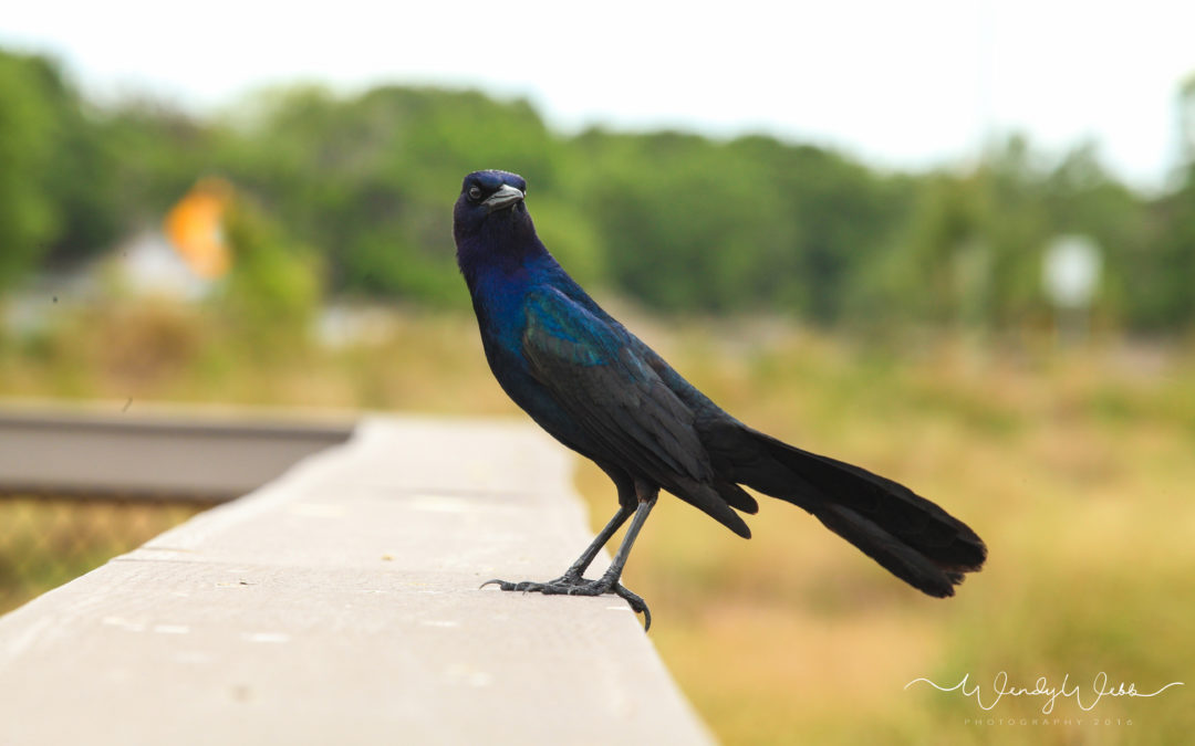 Boat-tailed Grackles