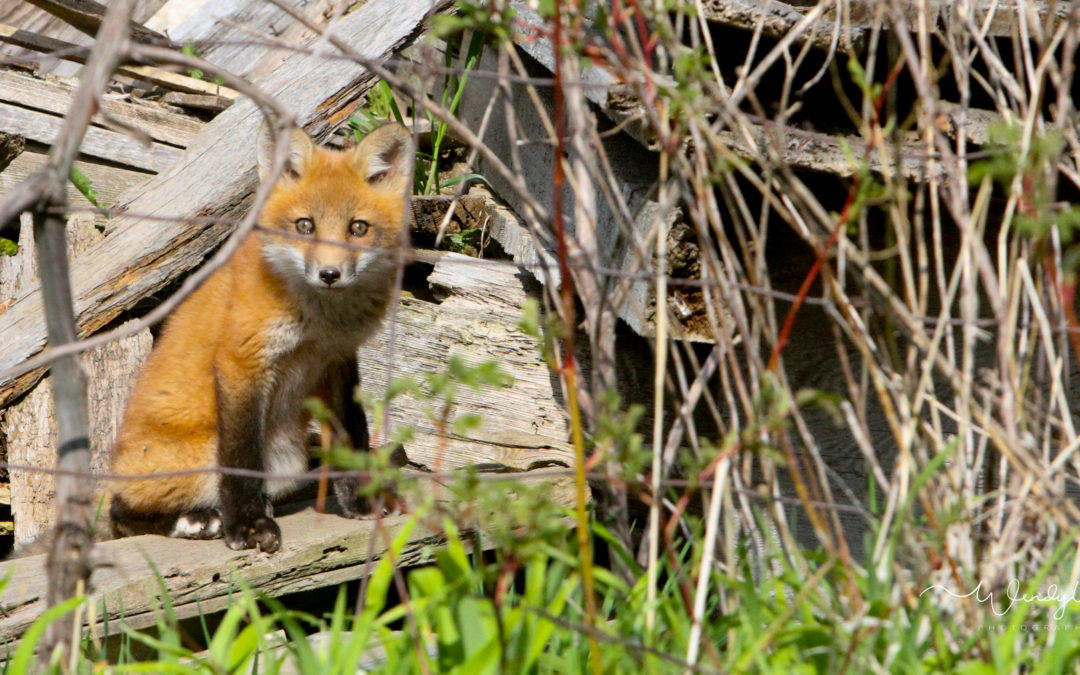 Fox Kits playing in an old ruin
