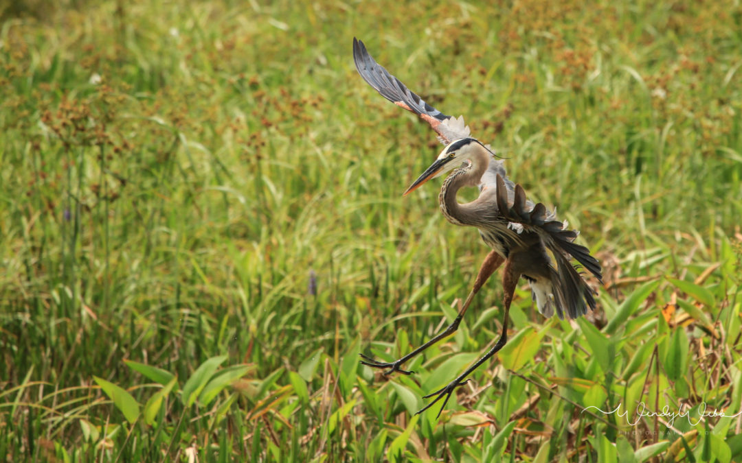 Great Blue Herons