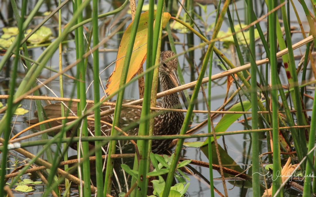Limpkins