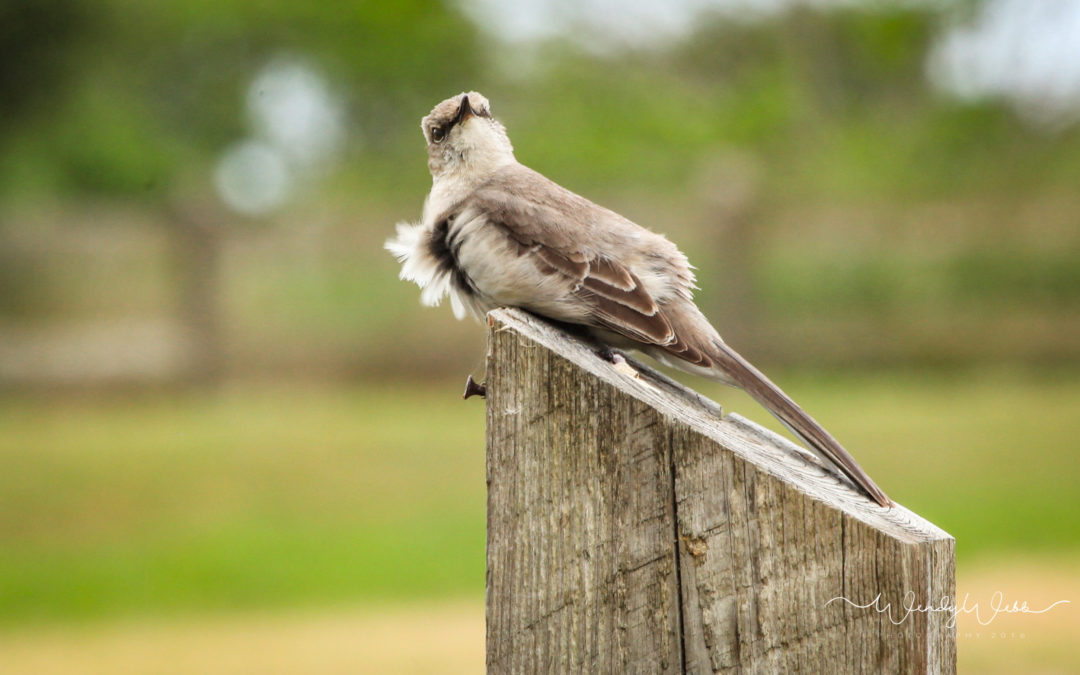 Mockingbirds
