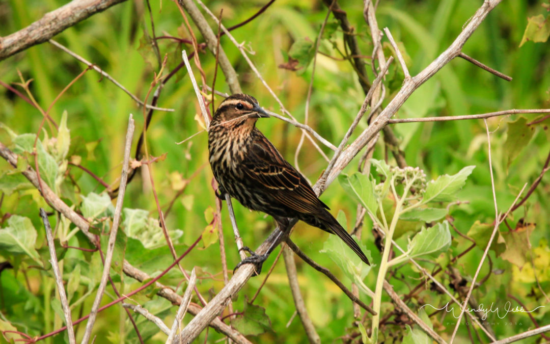Red Winged Blackbird – female