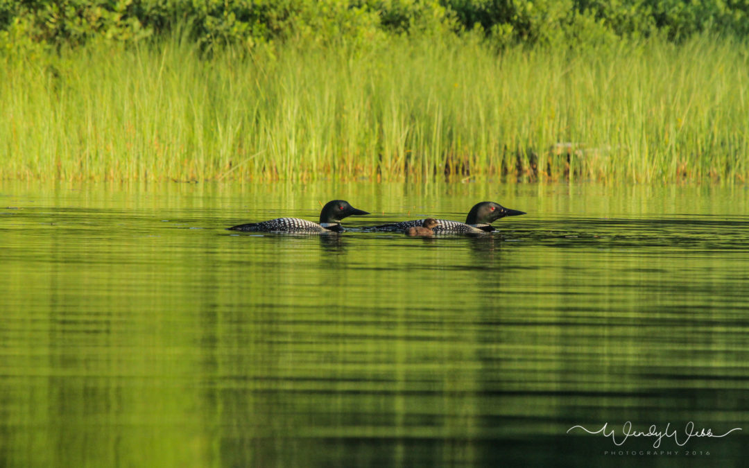 A Pair of Loons and a little surprise!