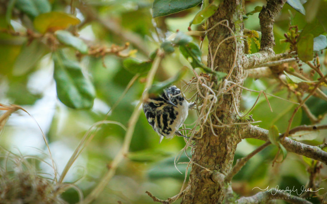 Black and White Warbler