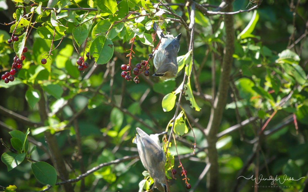 Cedar Waxwings – Juvenile #171