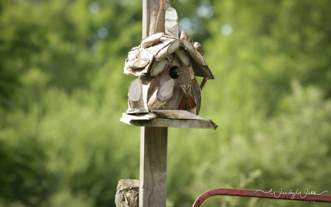 Great Crested Flycatcher #159