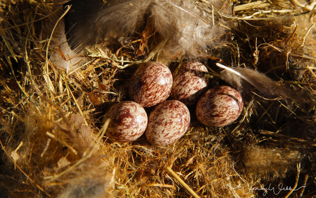 Great Crested Flycatcher abandoned eggs