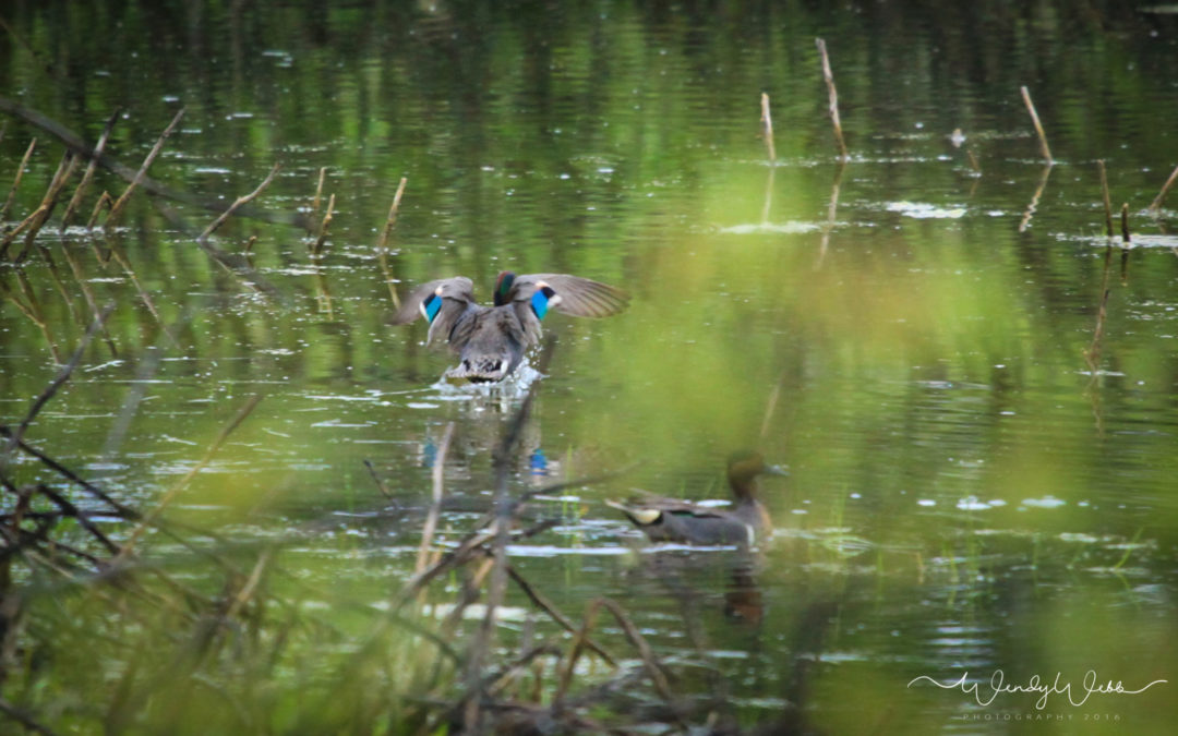 Green Winged Teals