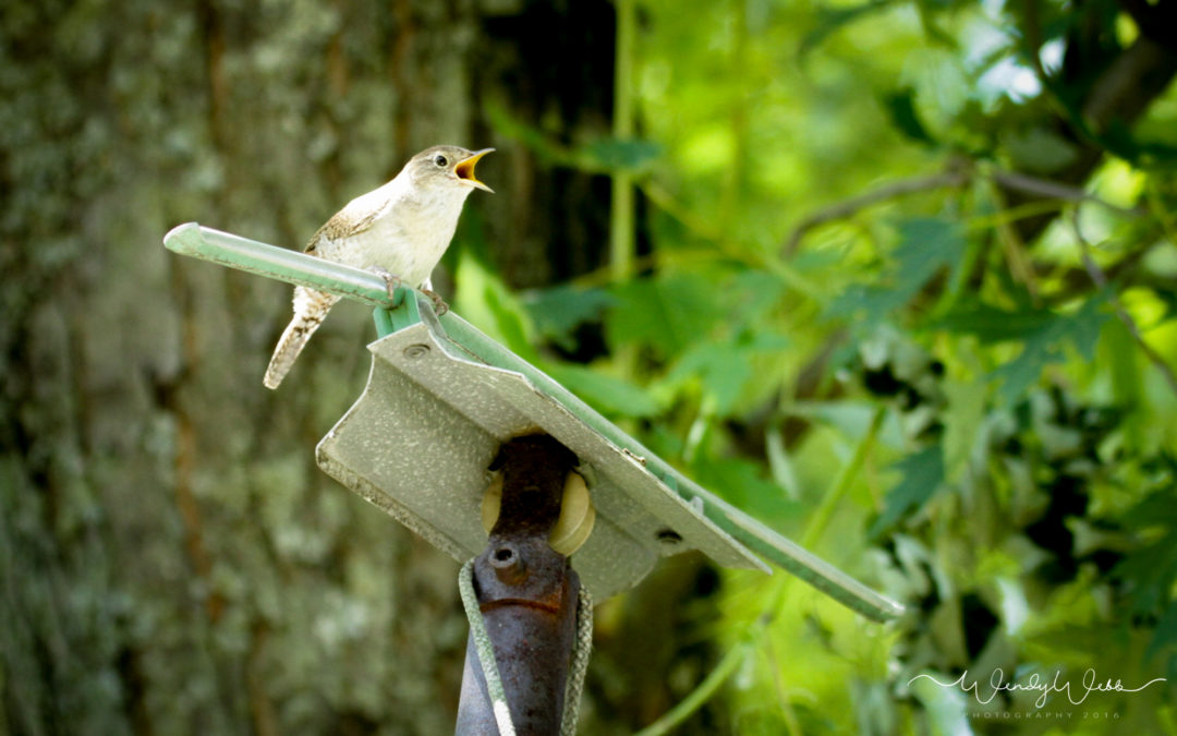 House Wren claiming an old swallow house as his