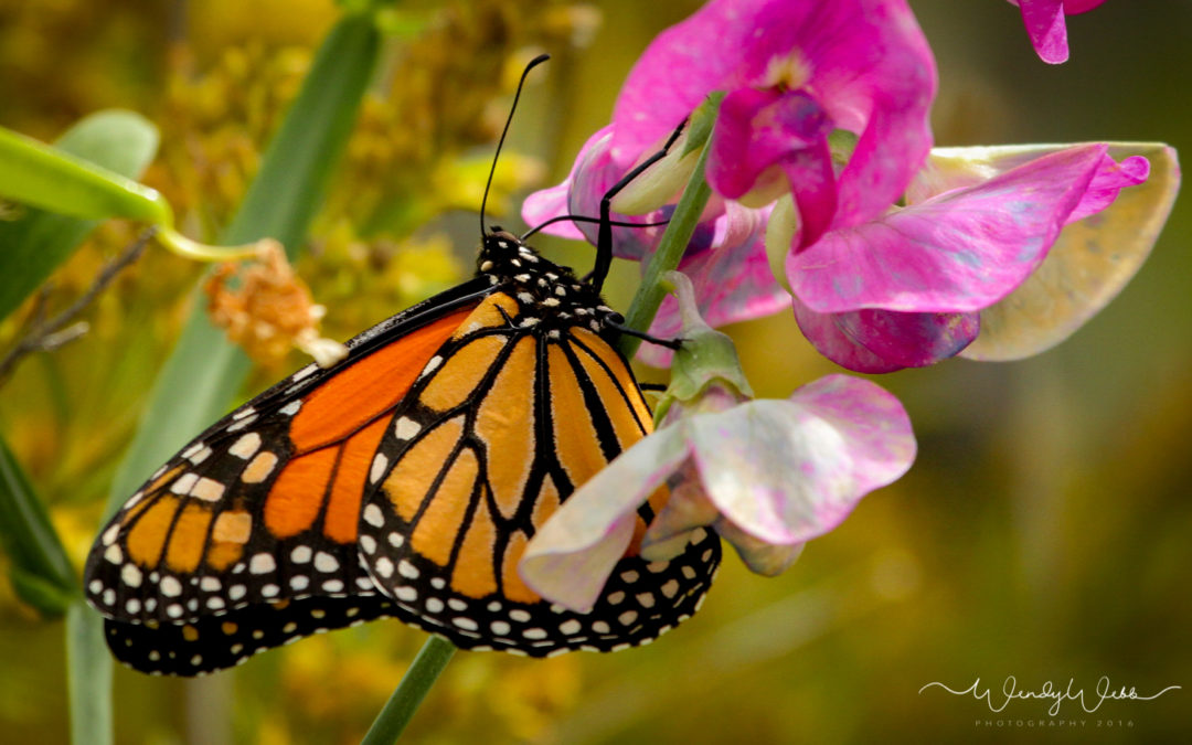 Monarch Butterflies
