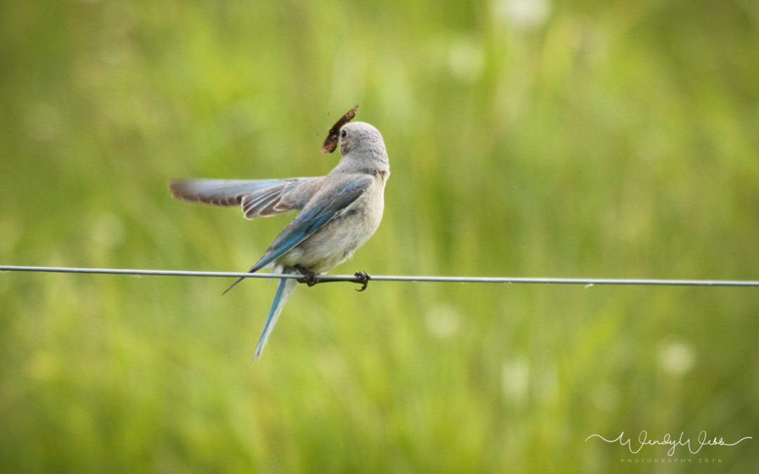Mountain Bluebird – female