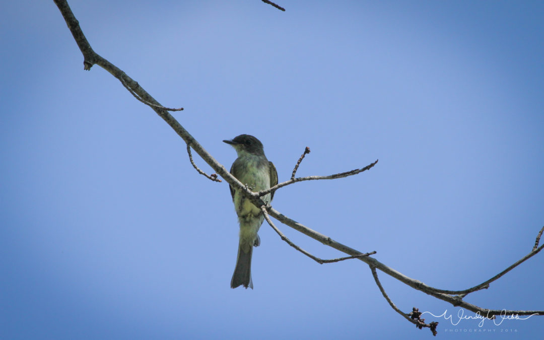 Great Crested Flycatcher