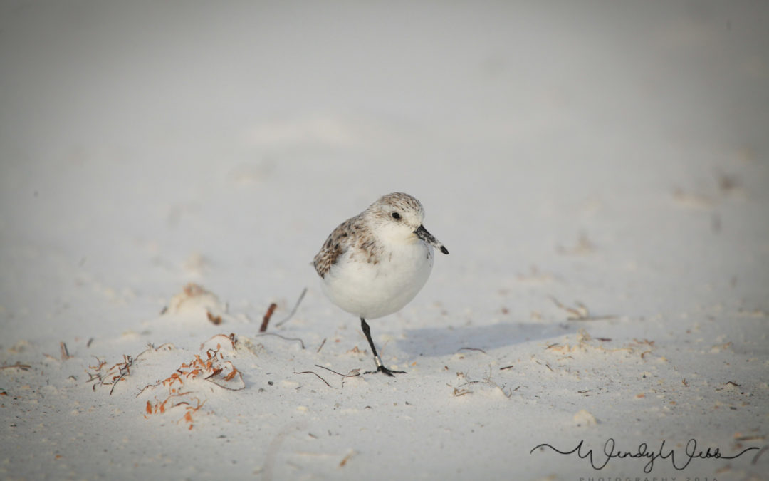Sanderling