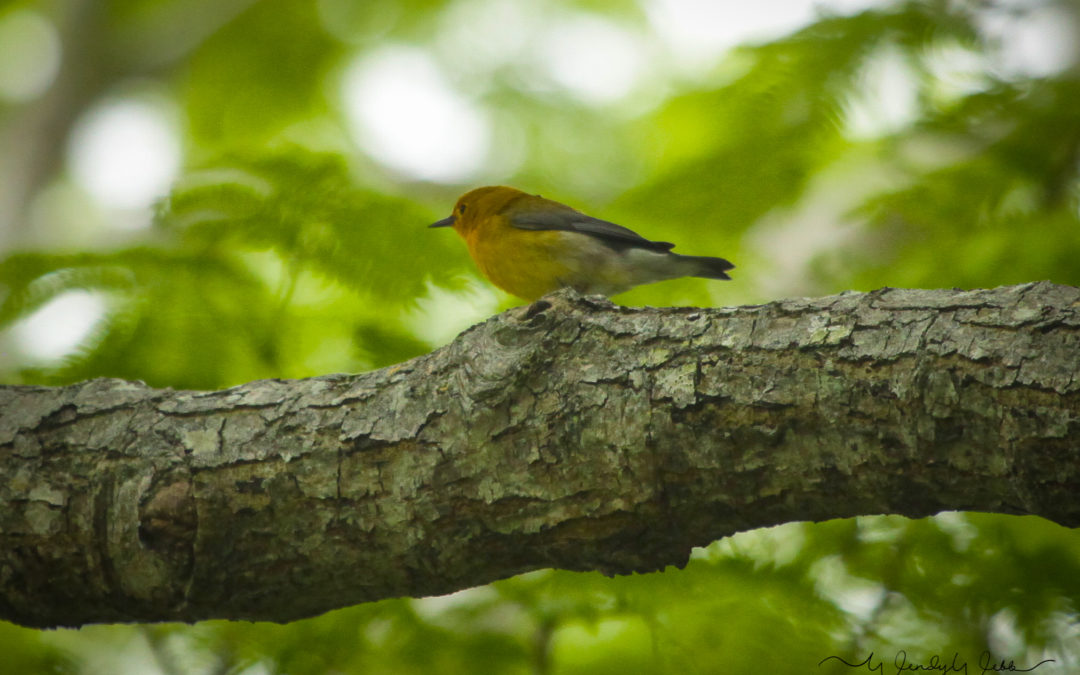 Prothonotary Warbler