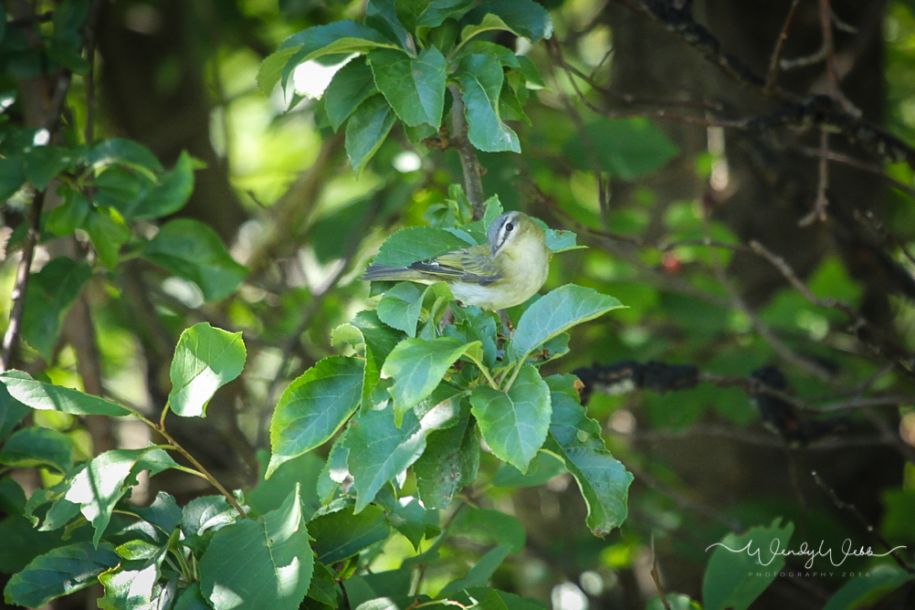 Red Eyed Vireo #170