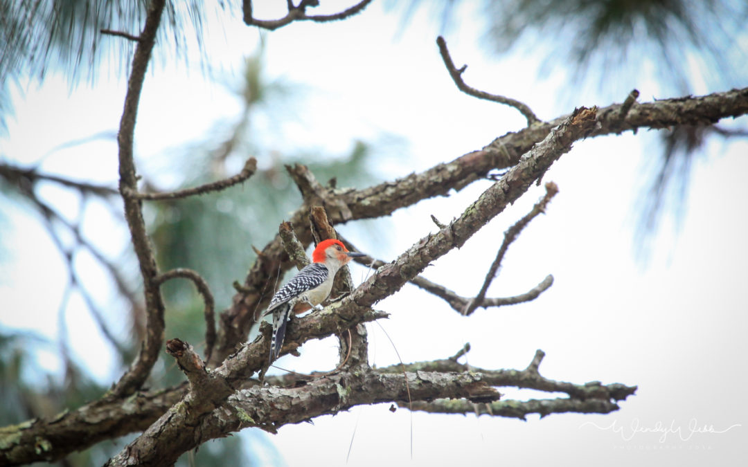 Red-bellied Woodpecker