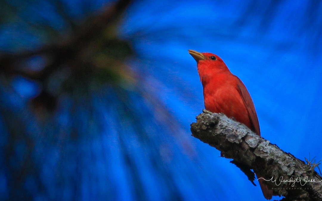 Summer Tanager