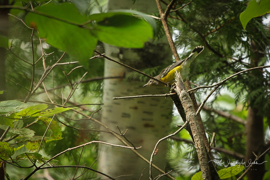 Magnolia Warbler #169