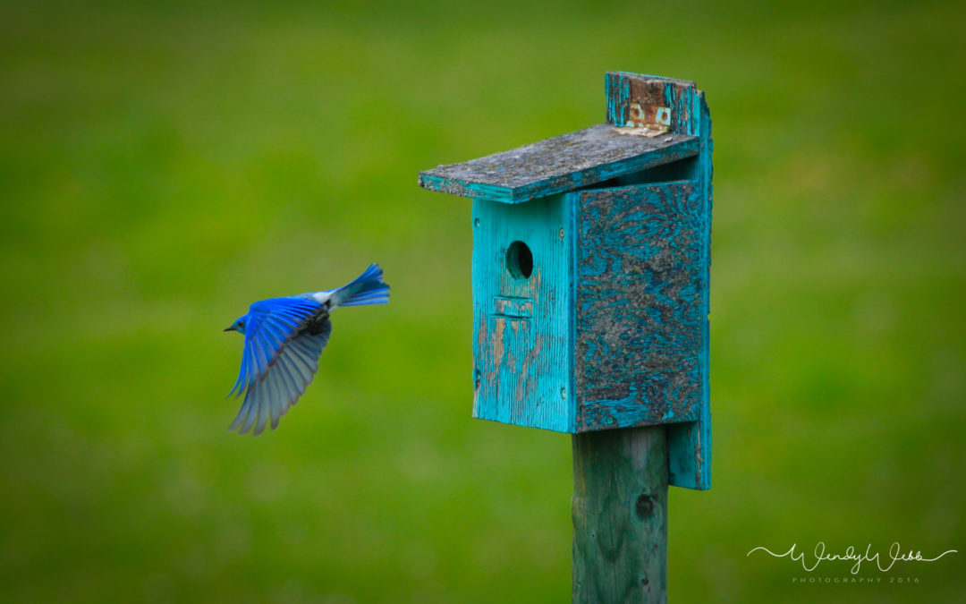 Mountain Bluebird