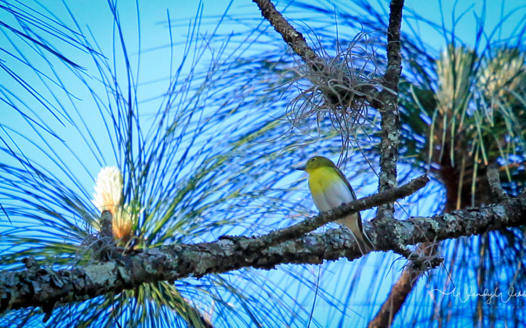 Yellow-throated Vireo #168