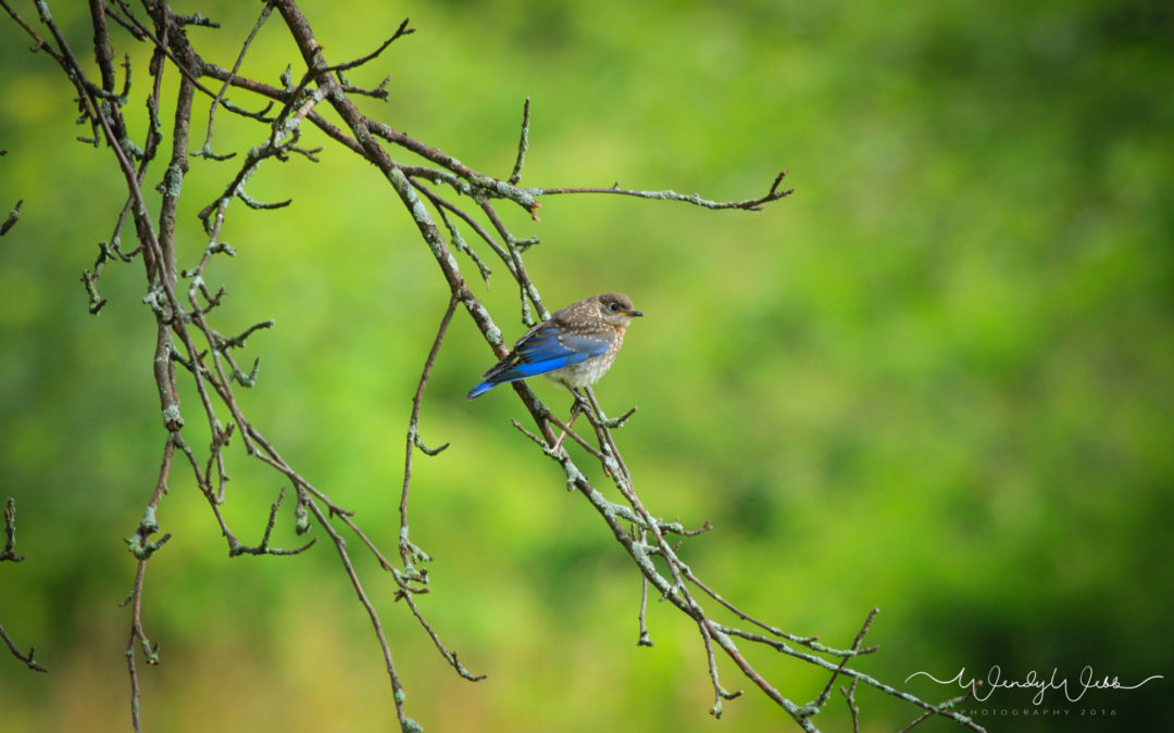 Bluebirds growing up