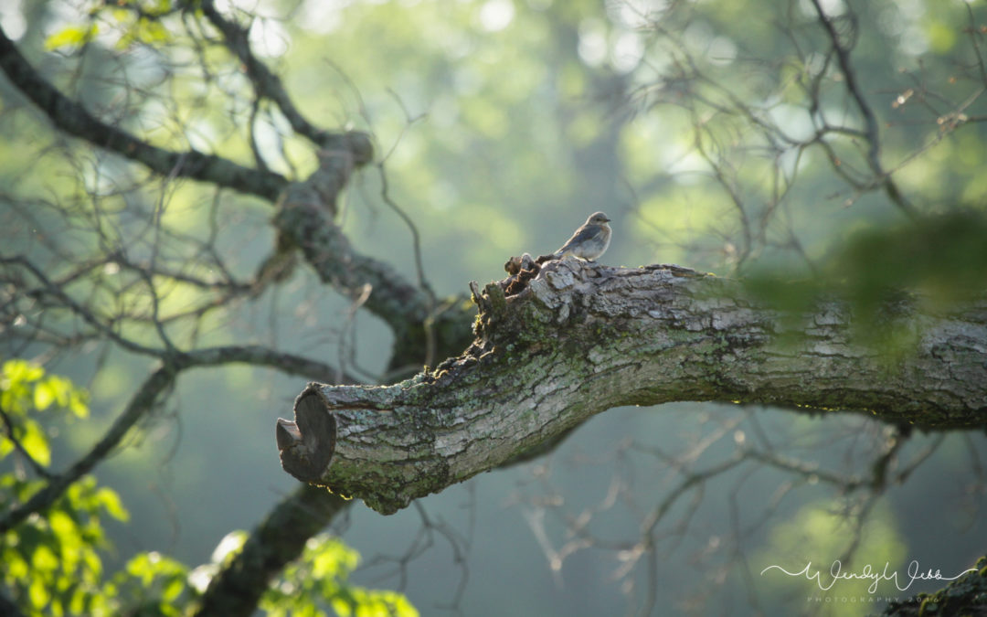 Bluebird Fledglings