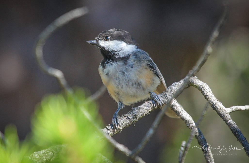 Chickadee