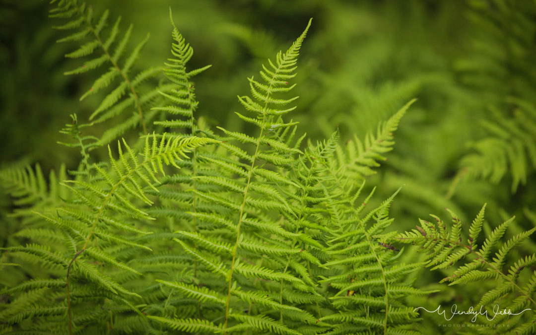 Ferns in the forest